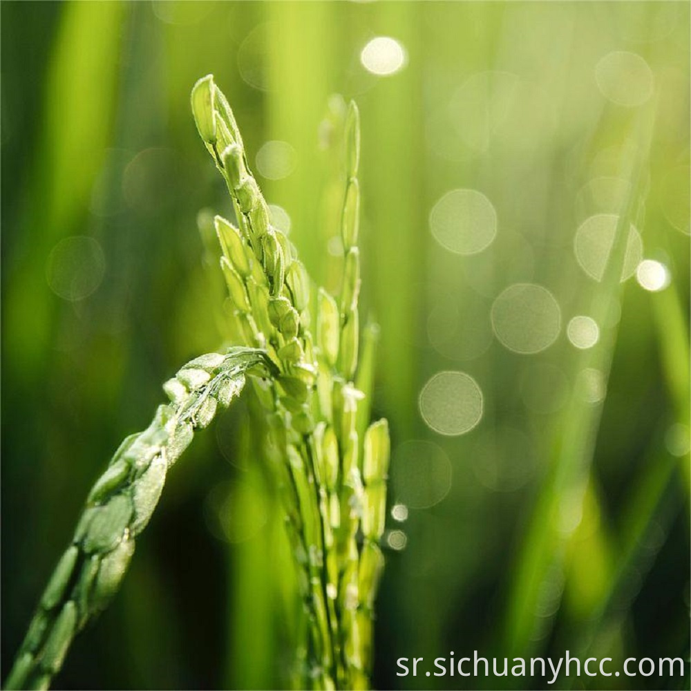  Rice vitamin B3-food